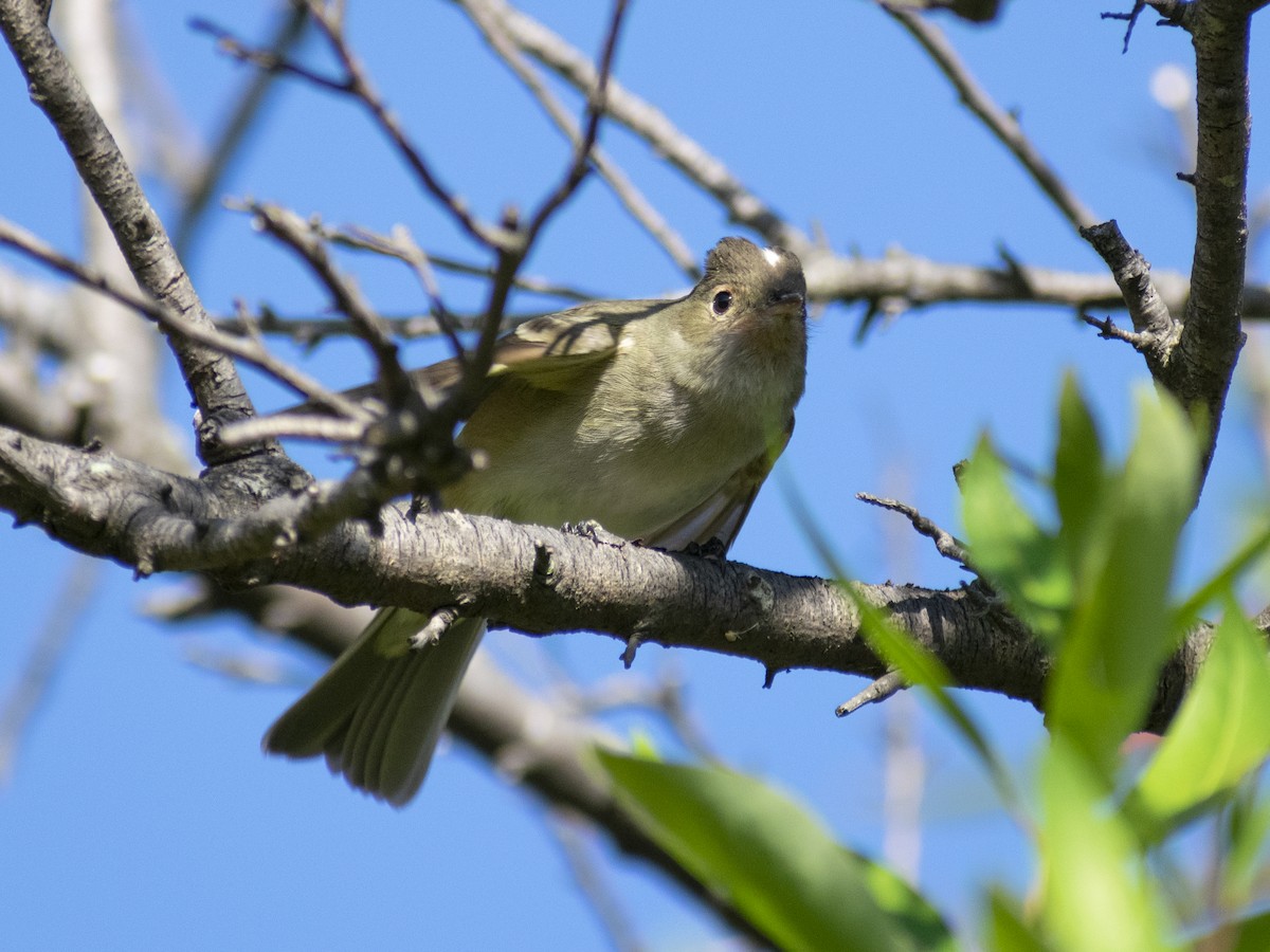 White-crested Elaenia (Chilean) - Daniela Diaz