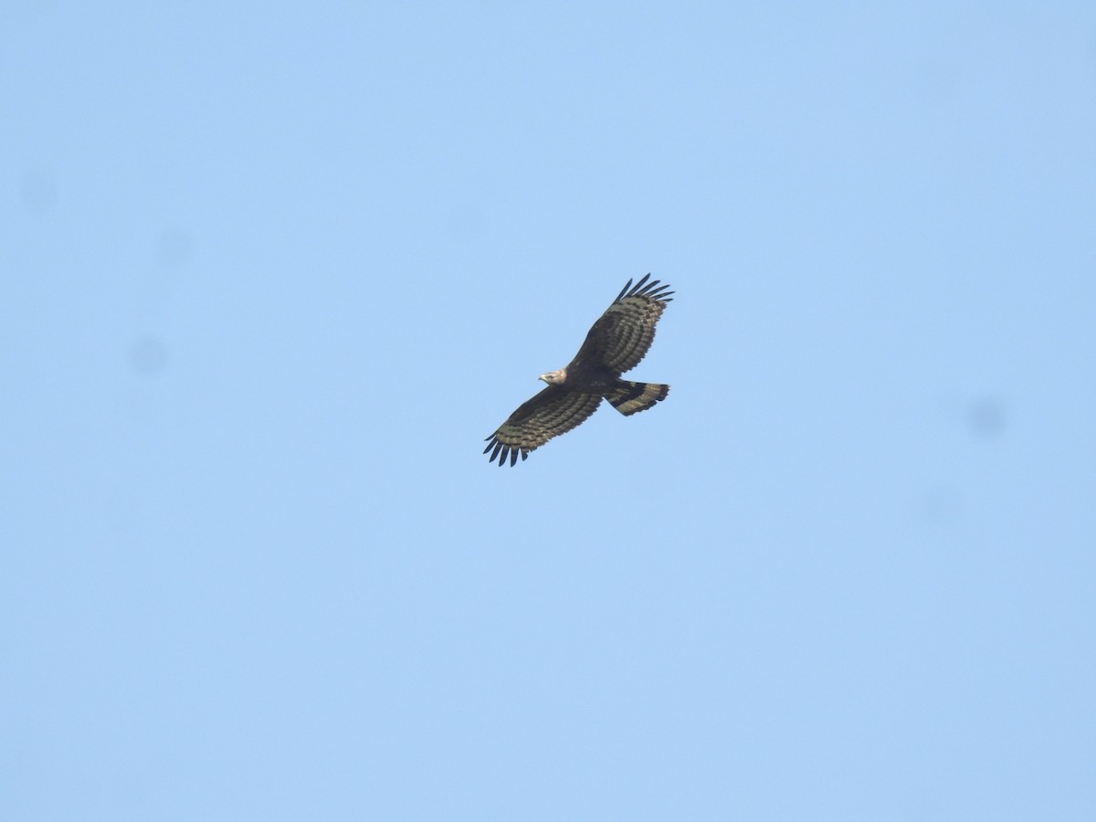 Oriental Honey-buzzard - ML613793777