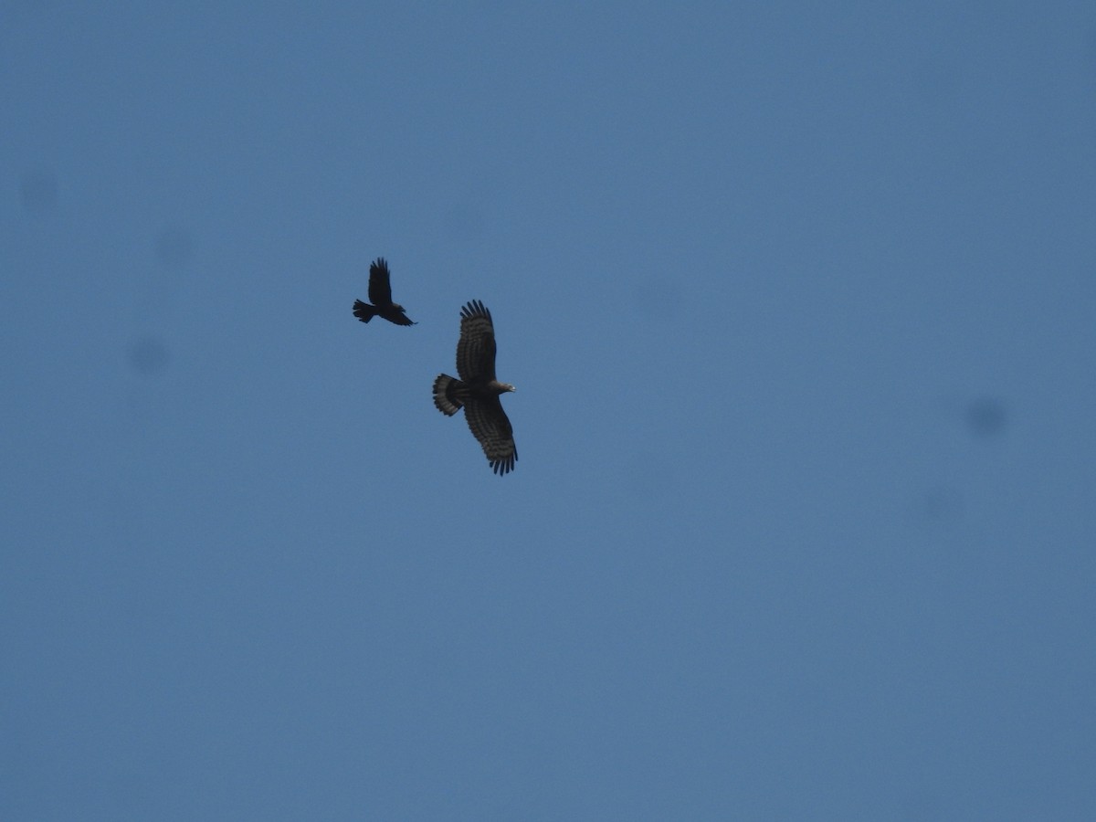Oriental Honey-buzzard - ML613793778