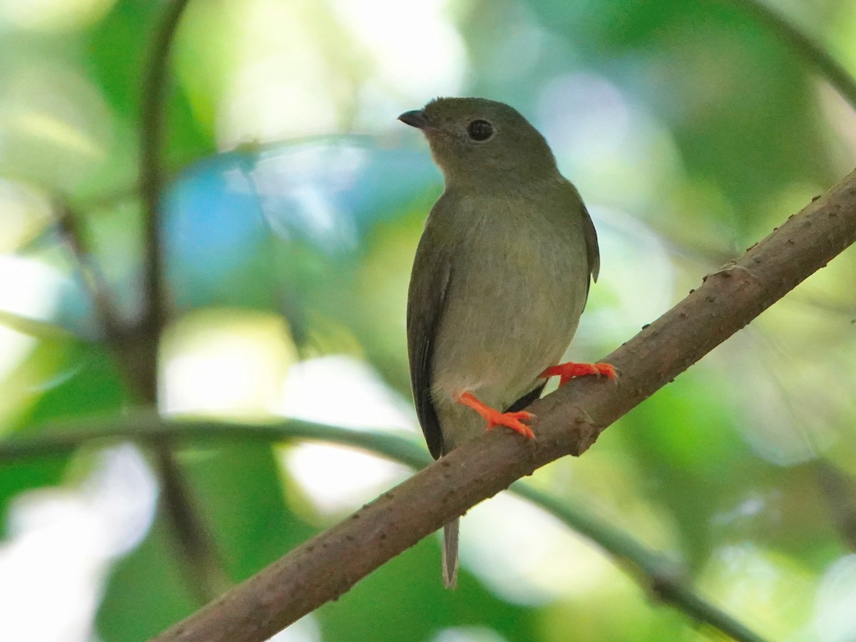 Long-tailed Manakin - ML613793815