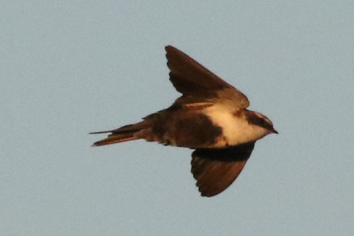 White-backed Swallow - Dave O'Connor