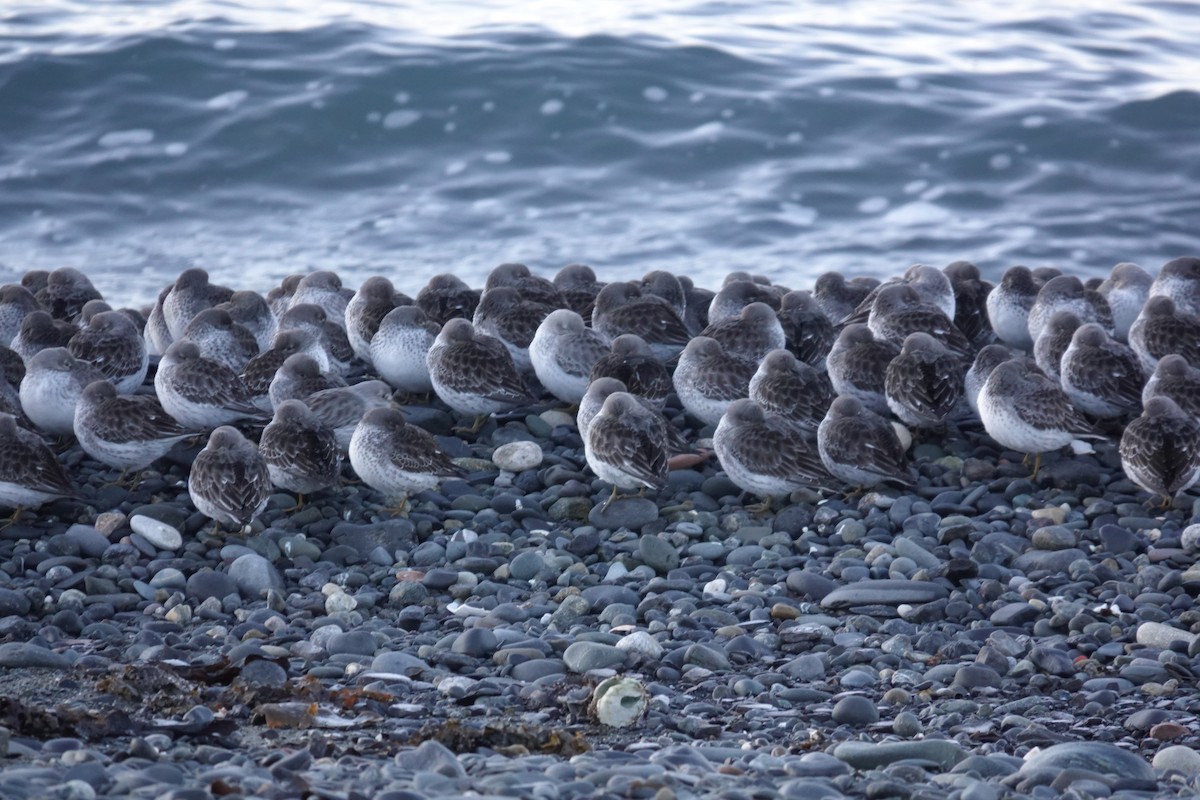 Rock Sandpiper - Kristine Sowl