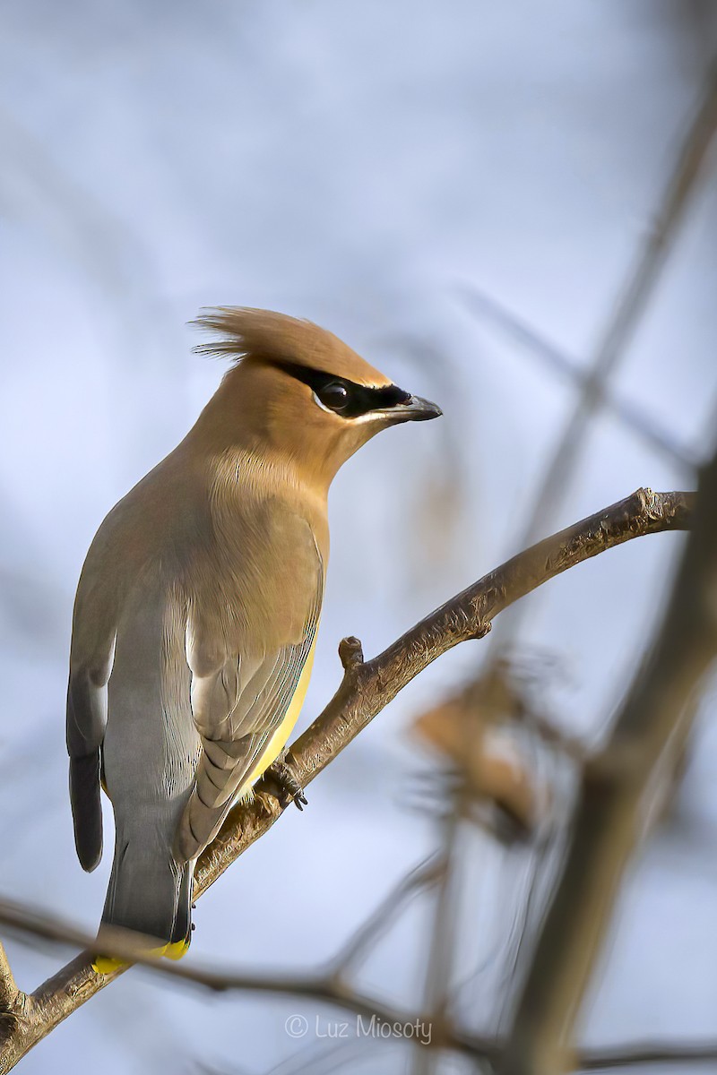 Cedar Waxwing - ML613794013