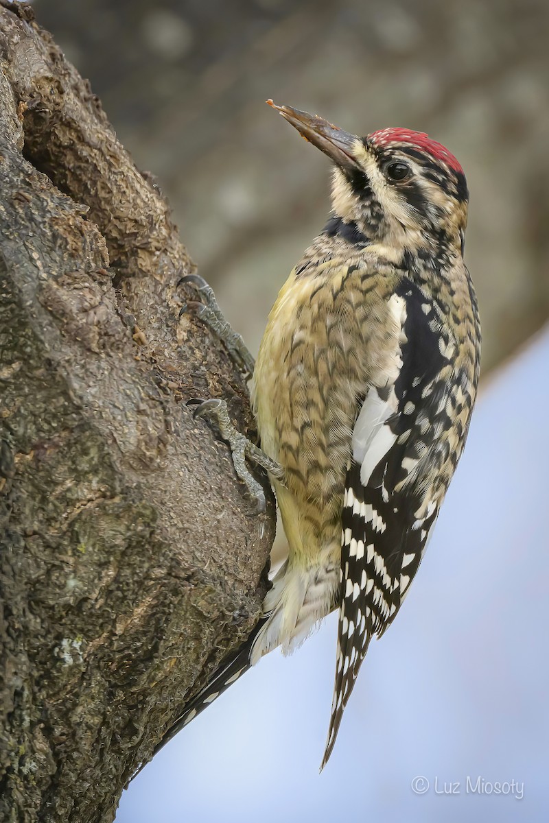 Yellow-bellied Sapsucker - ML613794058