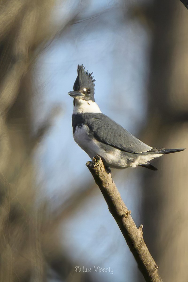 Belted Kingfisher - Mio Winkle