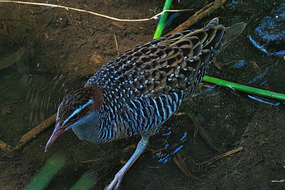 Buff-banded Rail - ML613794085