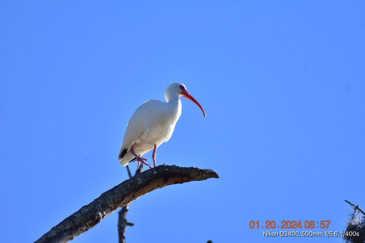 Ibis blanc - ML613794106
