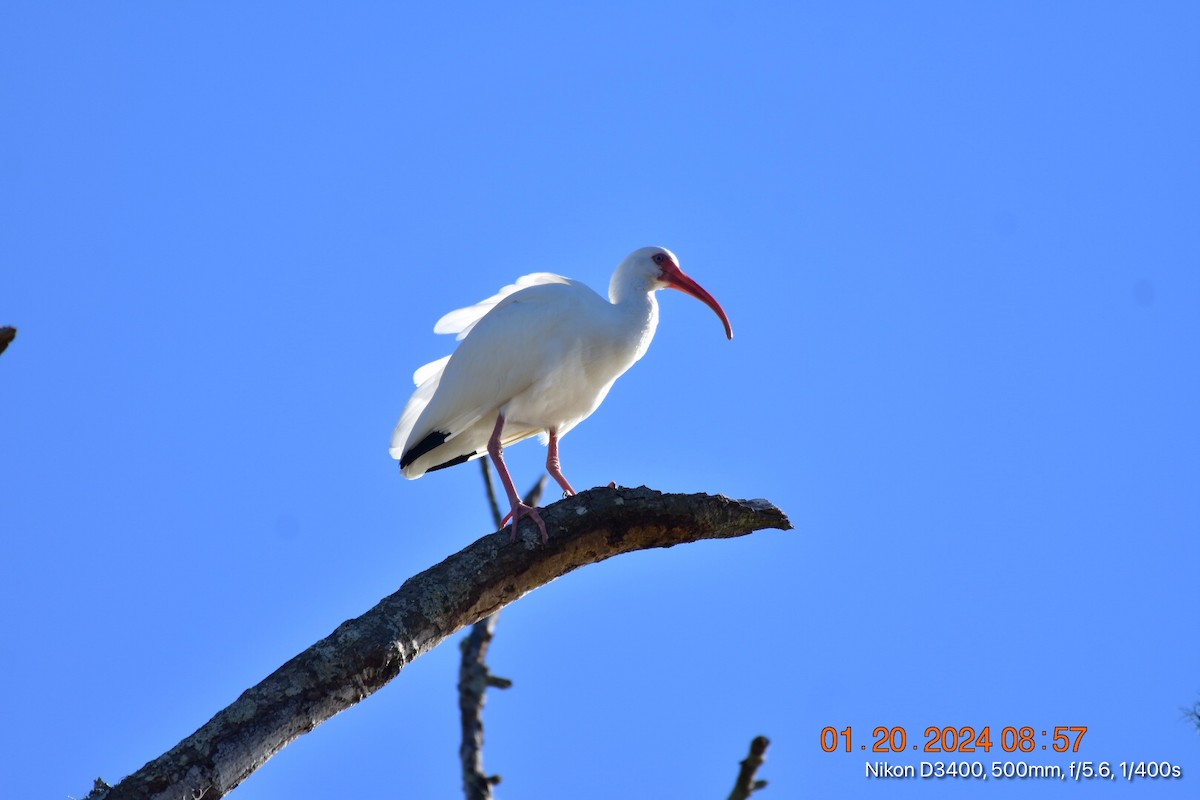 Ibis blanc - ML613794109