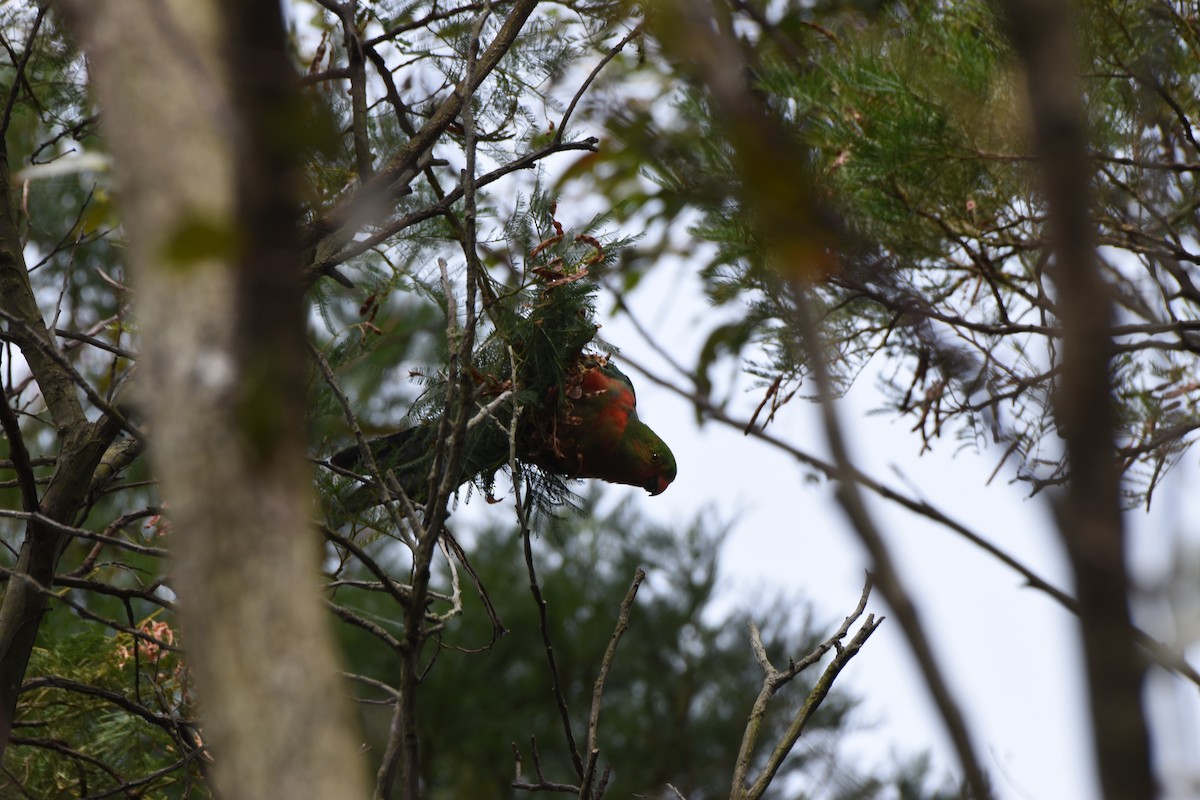 Australian King-Parrot - ML613794120