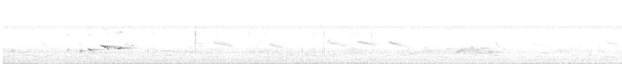 Белобровая веерохвостка - ML613794123