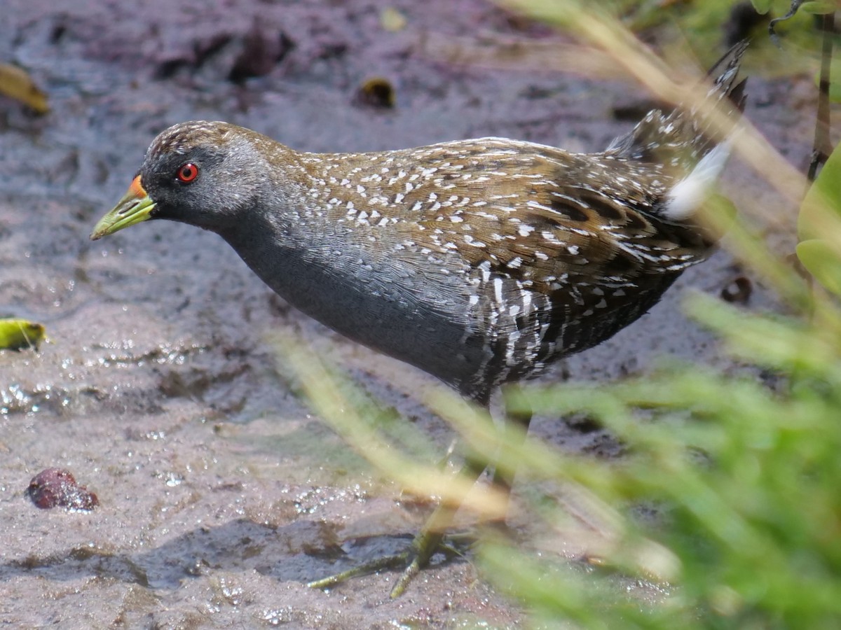 Australian Crake - ML613794125