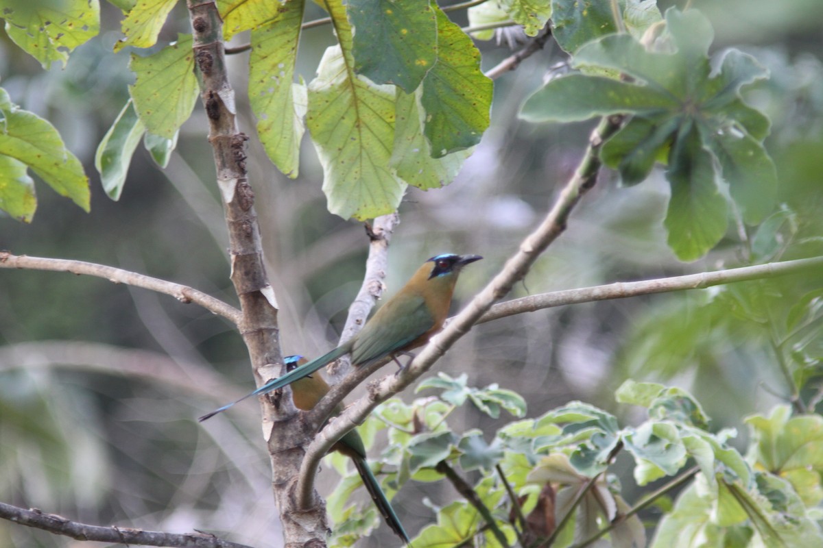 Whooping Motmot - ML613794158