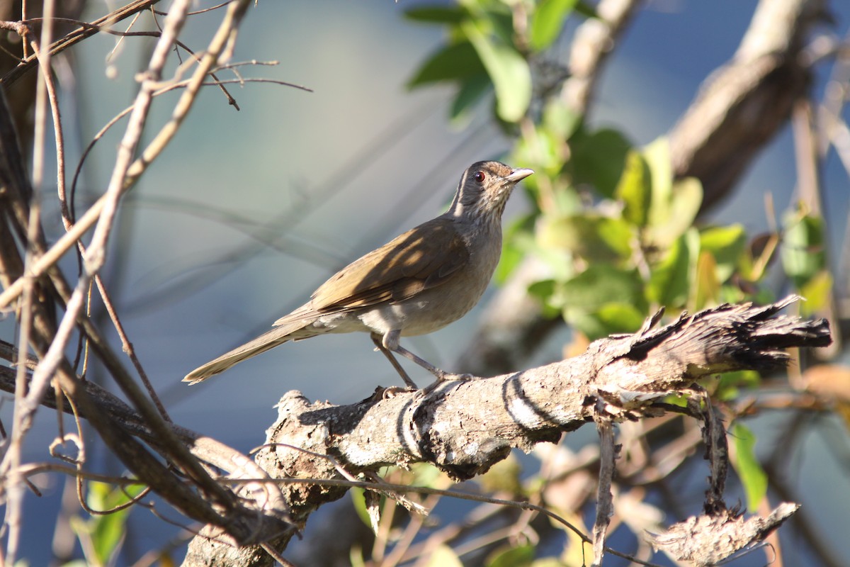 Pale-breasted Thrush - ML613794207