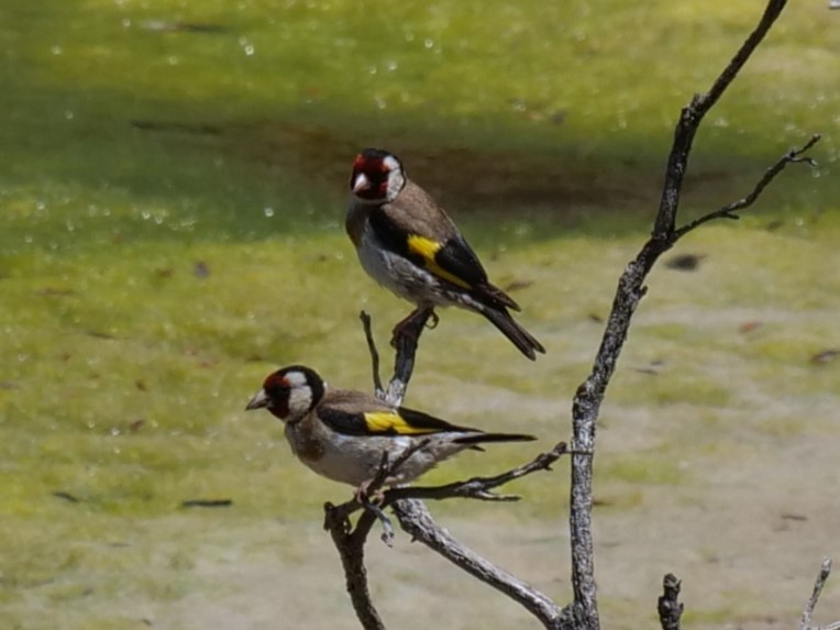 European Goldfinch - ML613794217