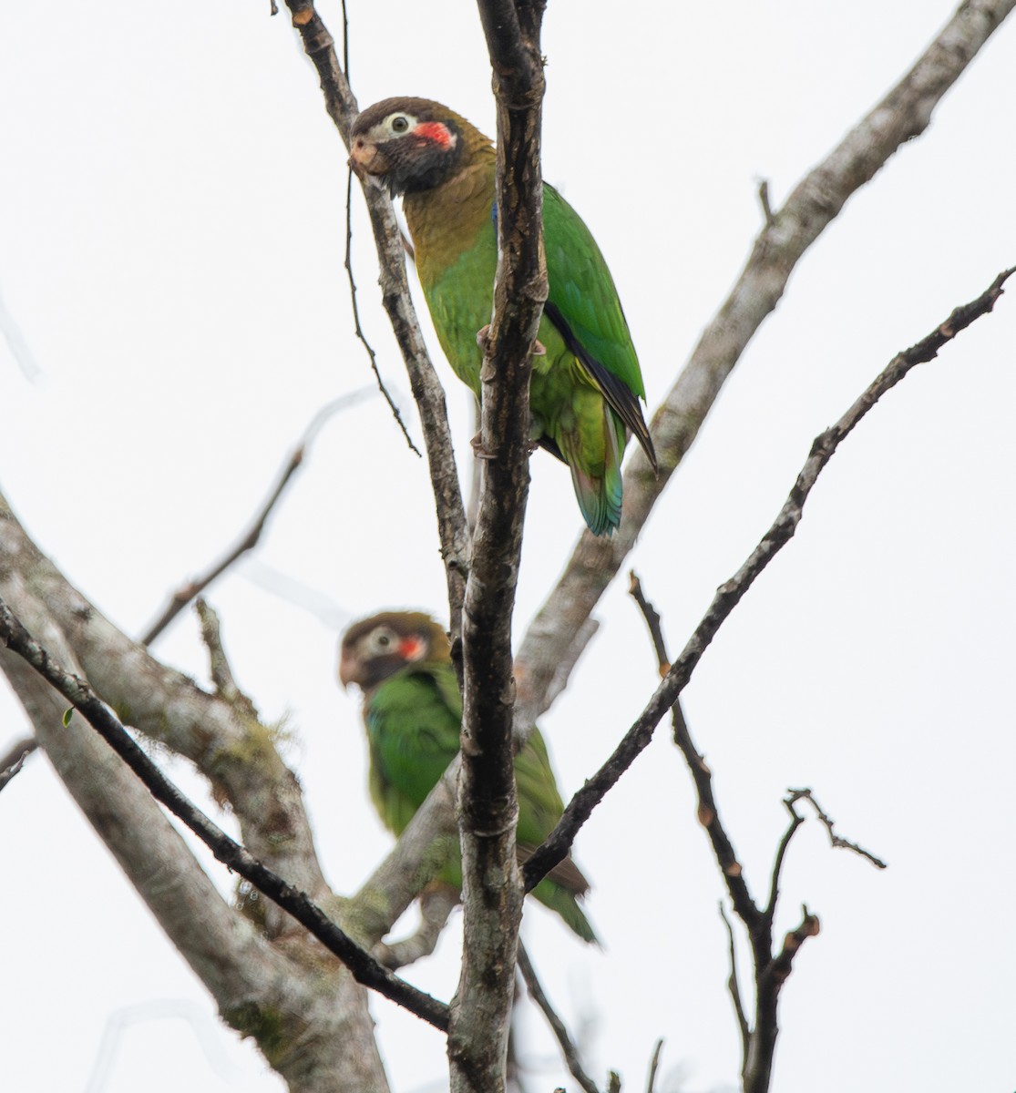 Brown-hooded Parrot - ML613794237