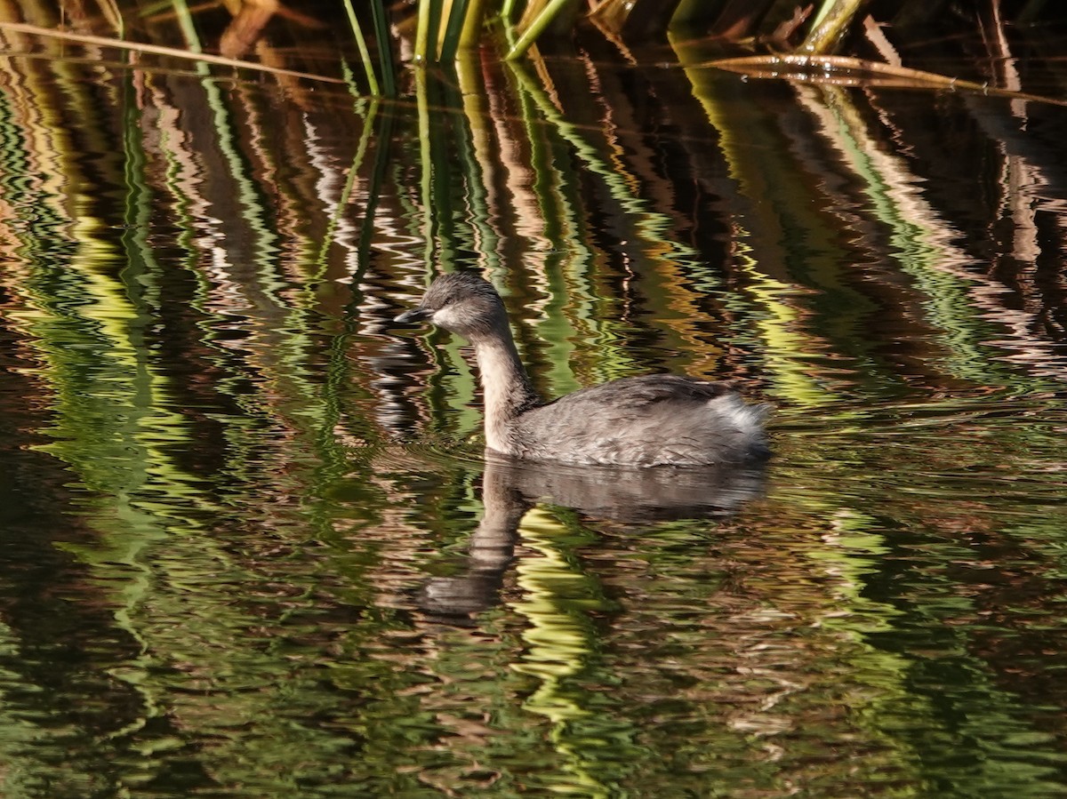 Hoary-headed Grebe - ML613794238