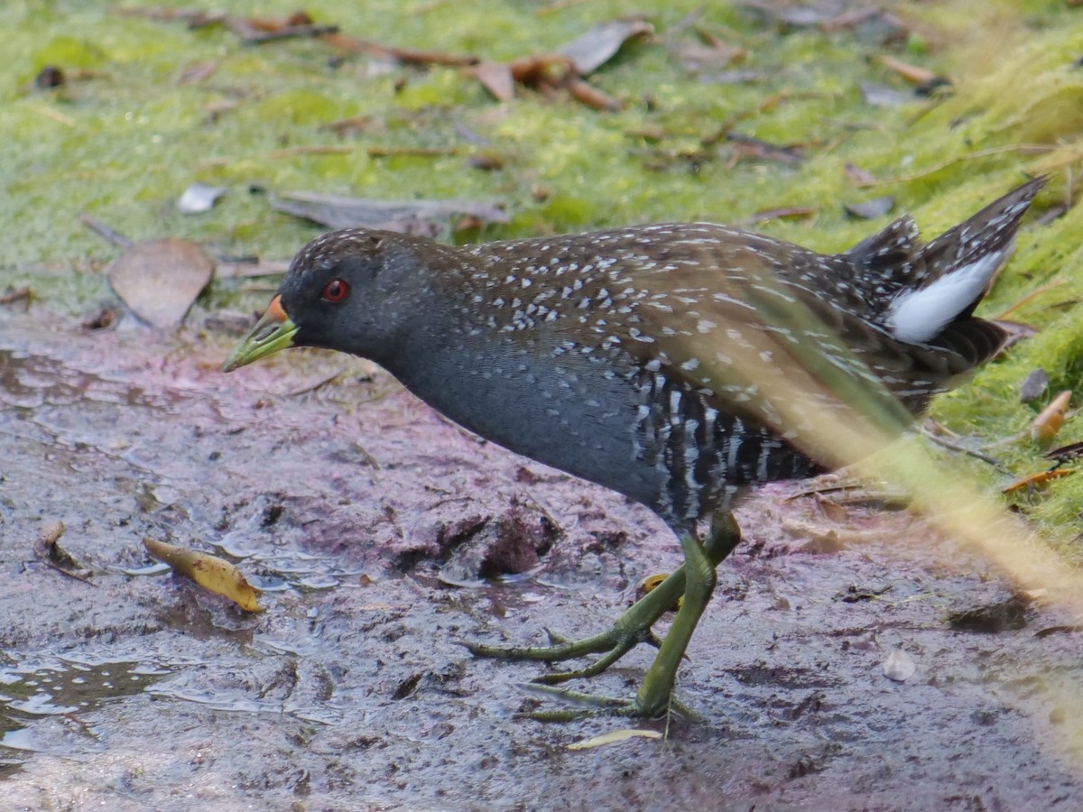 Australian Crake - Carl Handreck