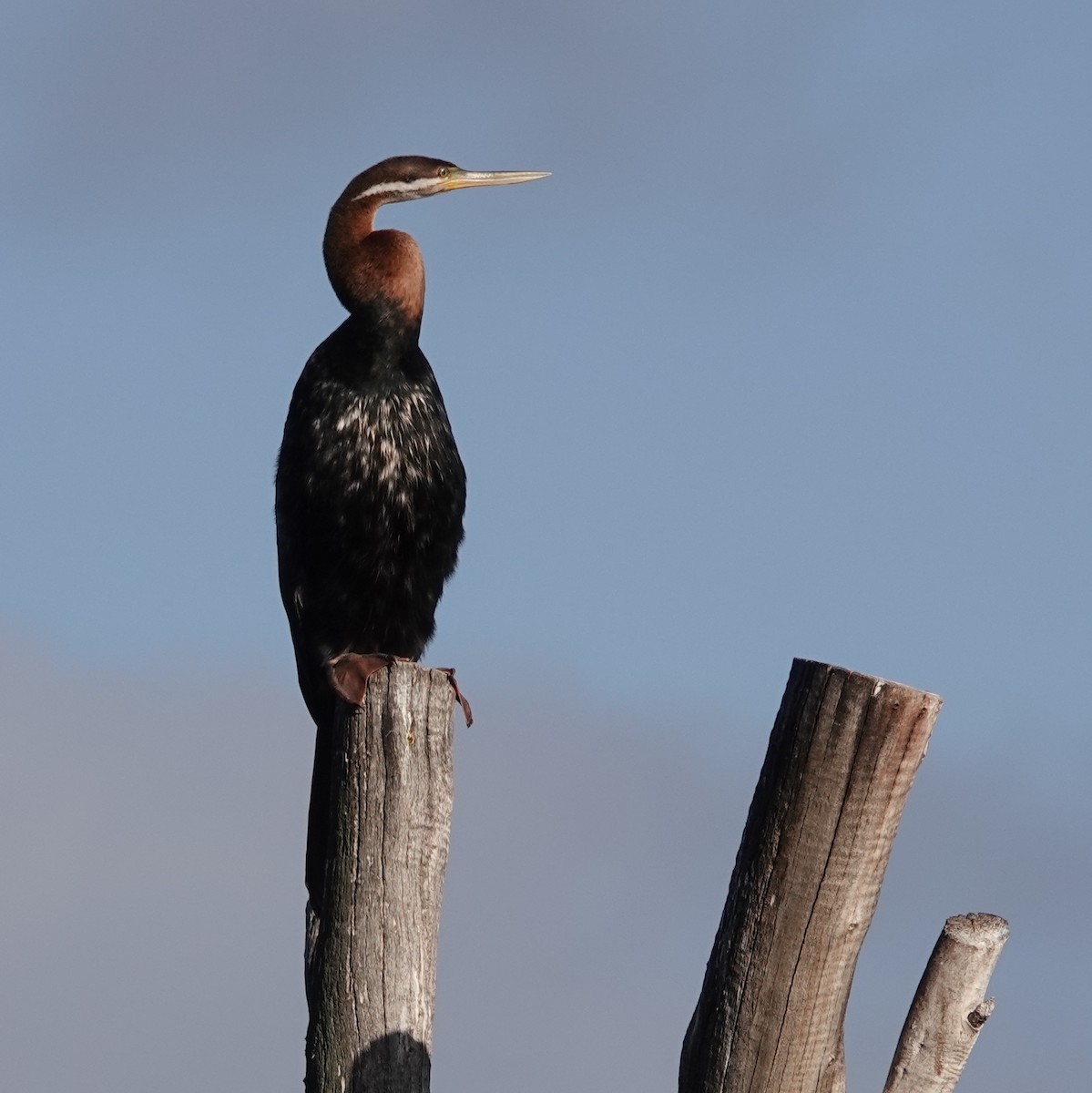 Anhinga d'Australie - ML613794248