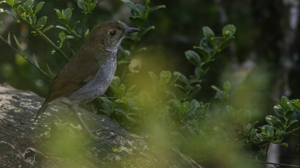 Greater Ground-Robin - Robert Tizard