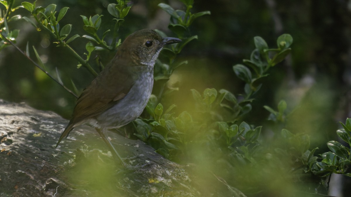 Greater Ground-Robin - ML613794262