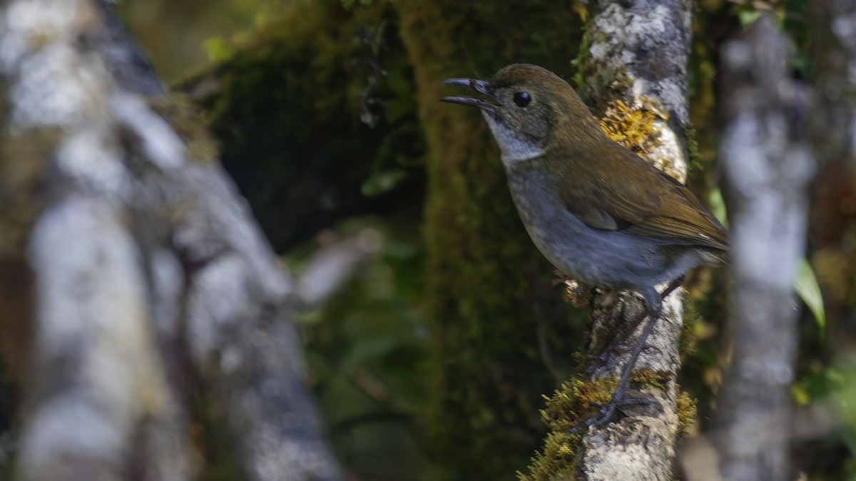 Greater Ground-Robin - ML613794263