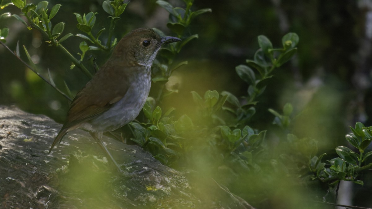 Greater Ground-Robin - Robert Tizard