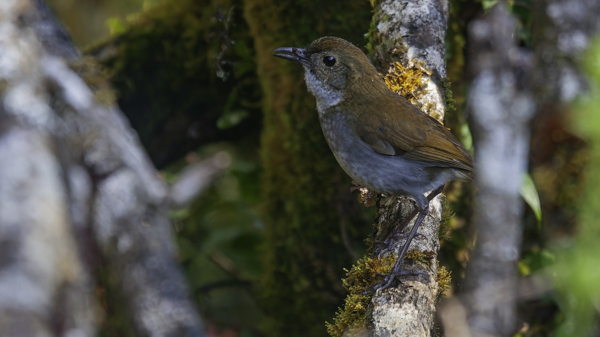 Greater Ground-Robin - Robert Tizard