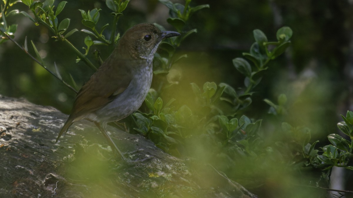 Greater Ground-Robin - Robert Tizard