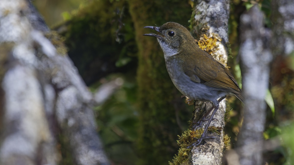 Greater Ground-Robin - ML613794268