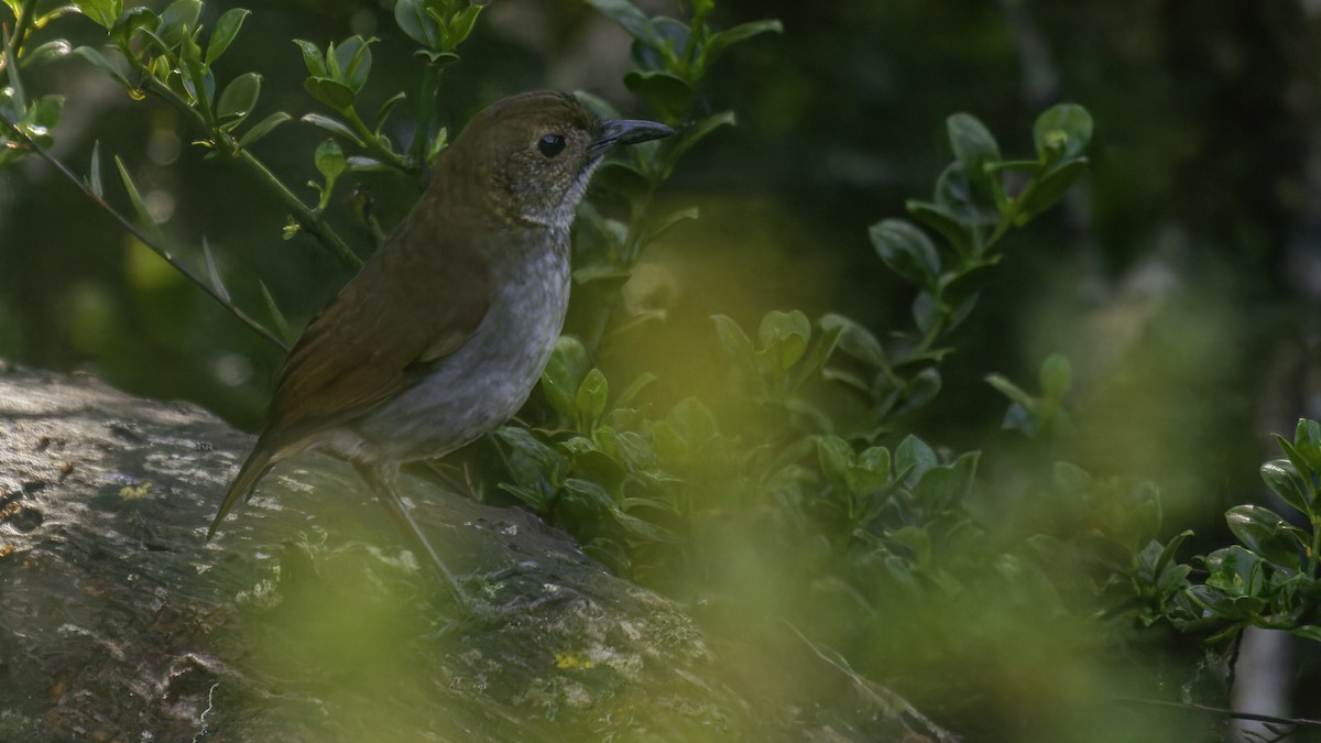 Greater Ground-Robin - Robert Tizard