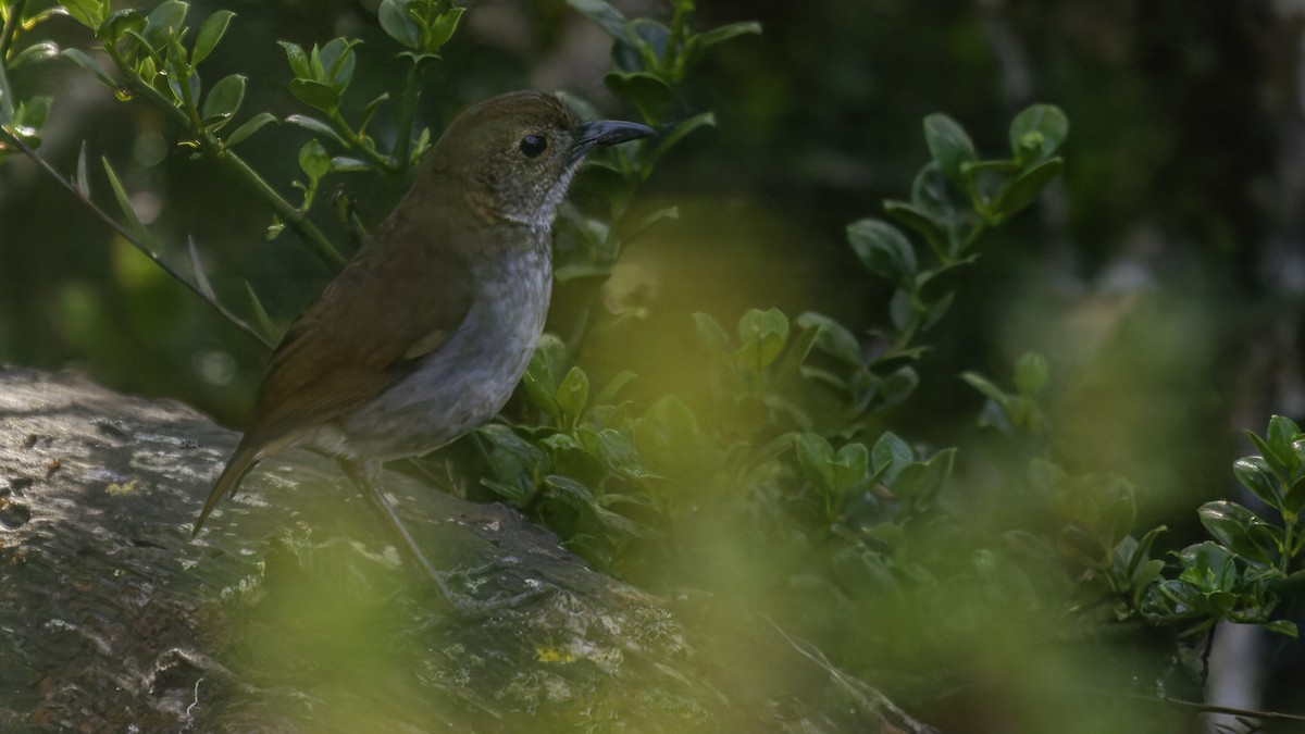 Greater Ground-Robin - Robert Tizard