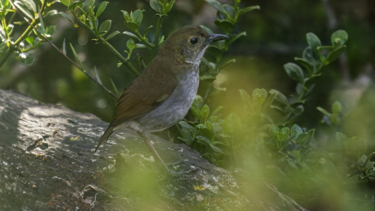 Greater Ground-Robin - Robert Tizard