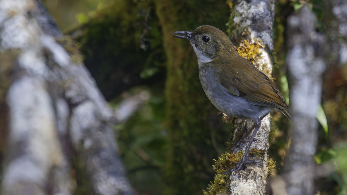 Greater Ground-Robin - Robert Tizard