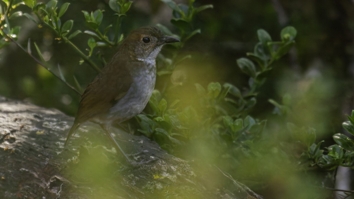 Greater Ground-Robin - Robert Tizard