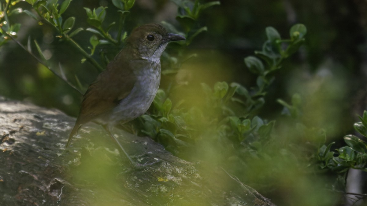 Greater Ground-Robin - Robert Tizard