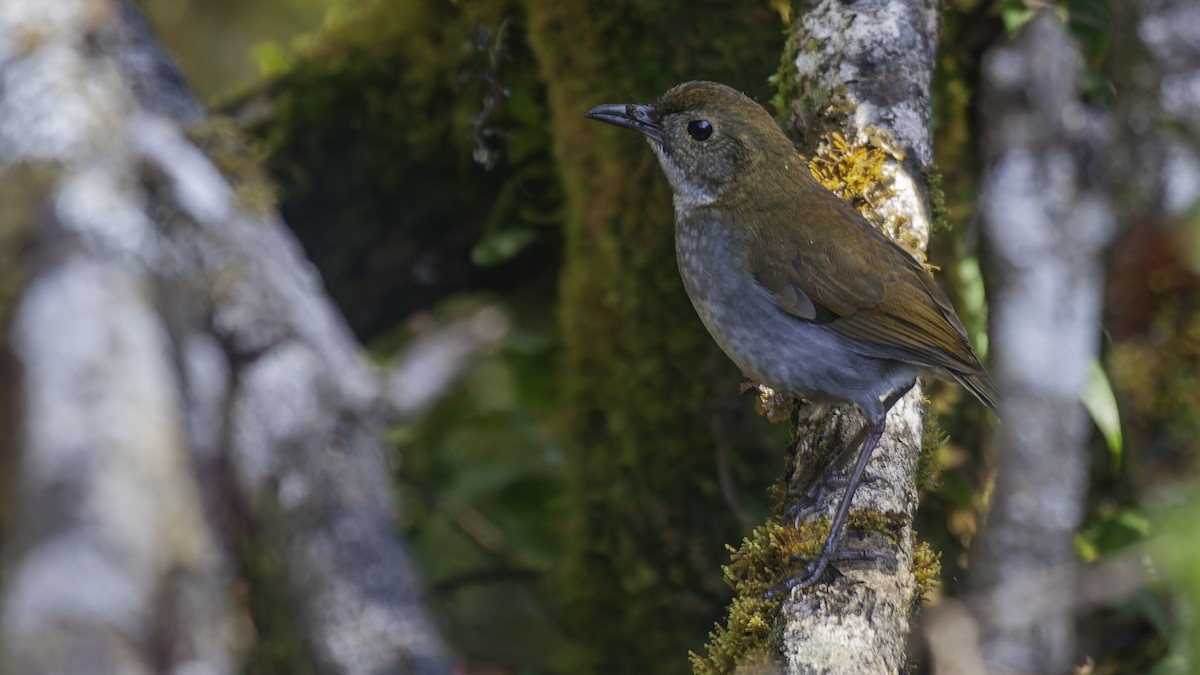 Greater Ground-Robin - Robert Tizard