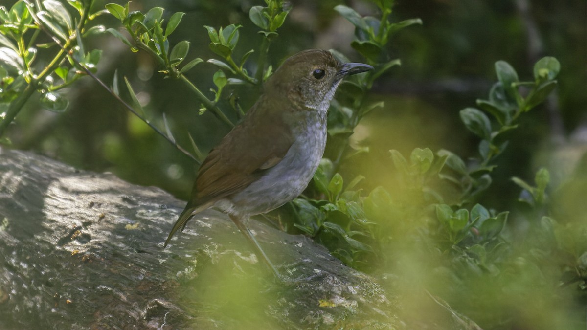 Greater Ground-Robin - Robert Tizard