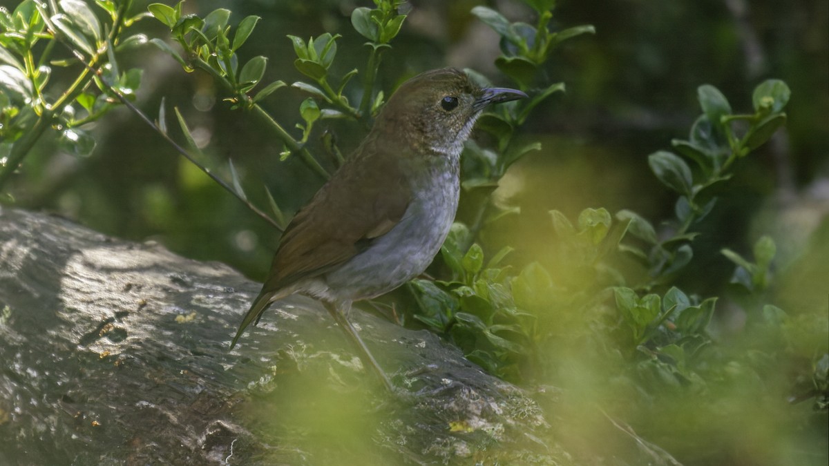 Greater Ground-Robin - ML613794279