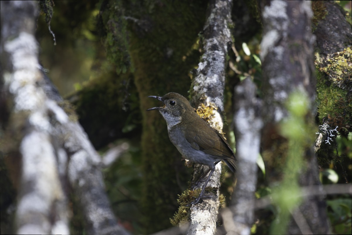 Greater Ground-Robin - ML613794280