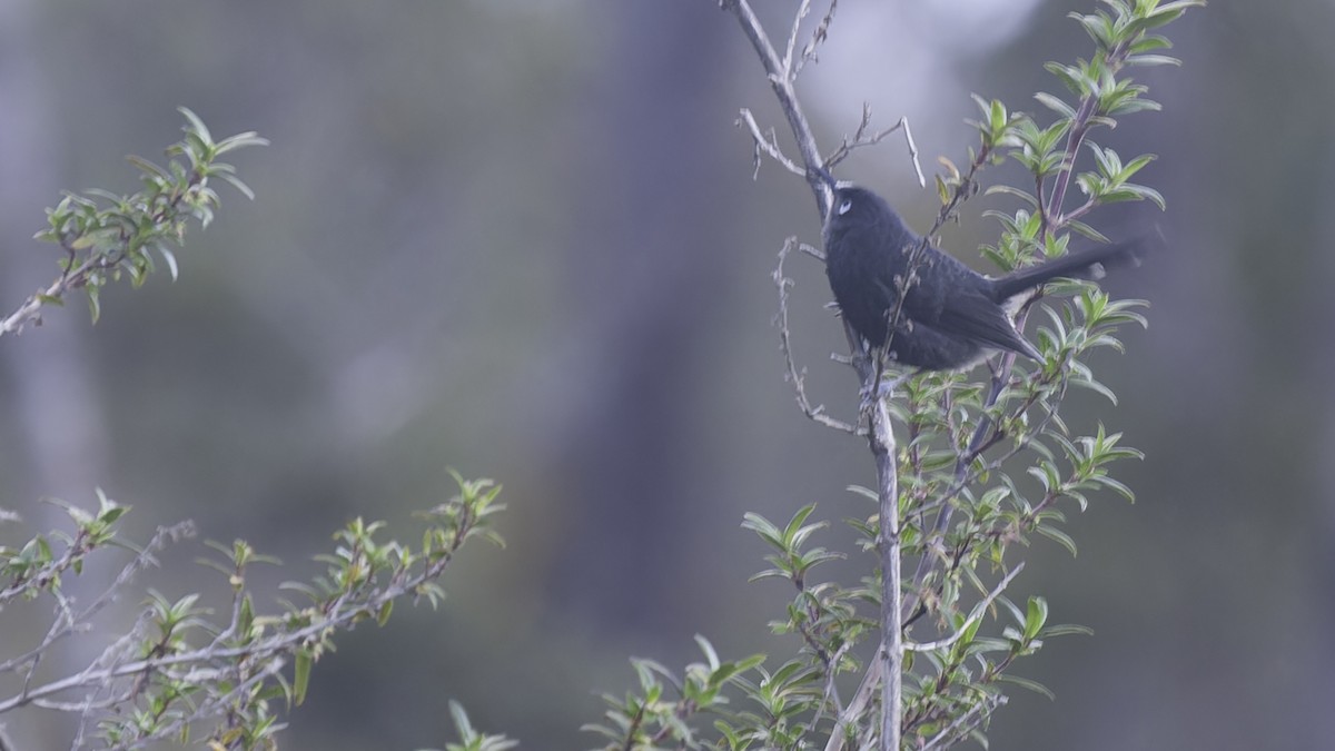 Sooty Honeyeater - Robert Tizard