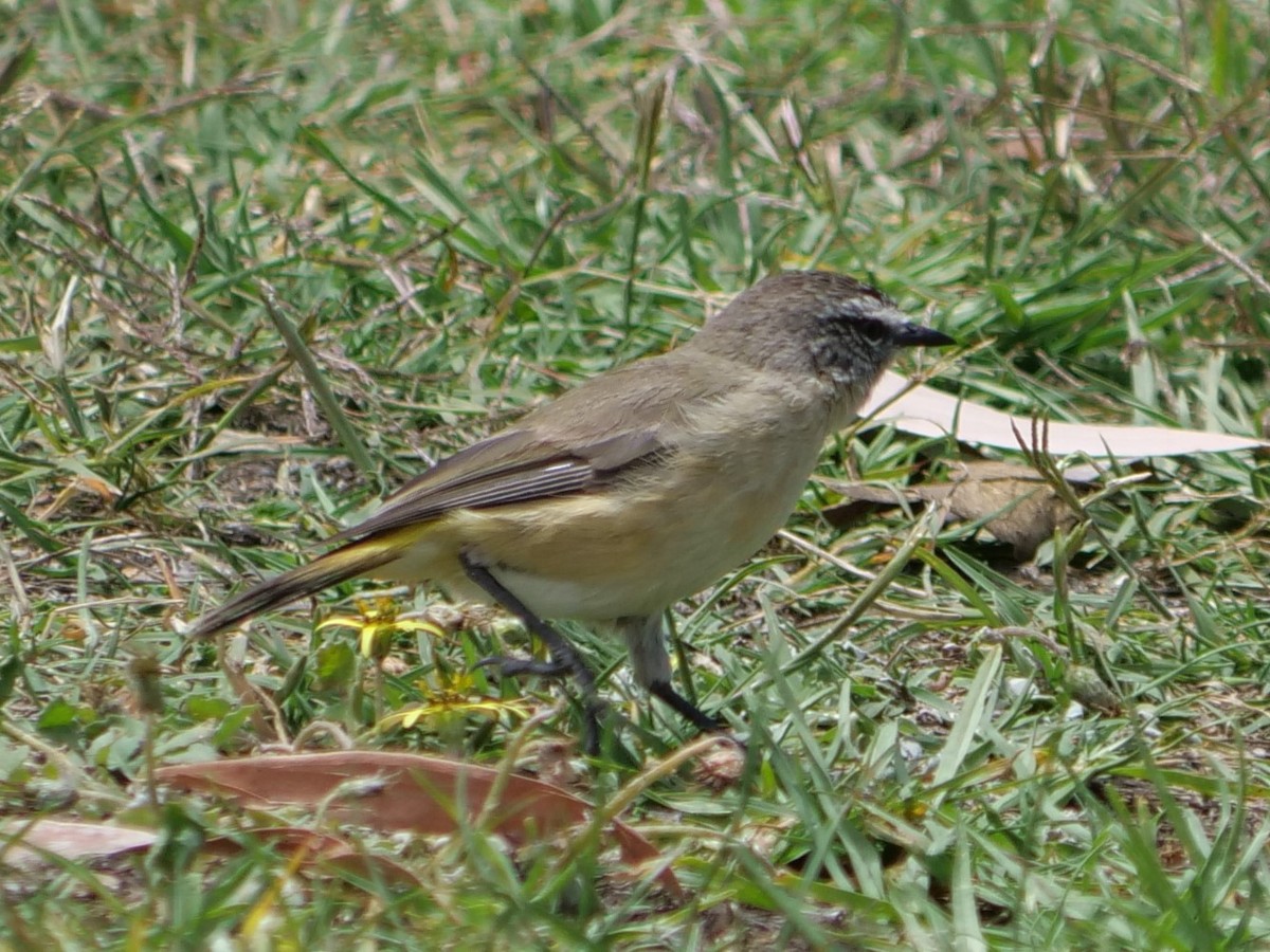 Acanthize à croupion jaune - ML613794352