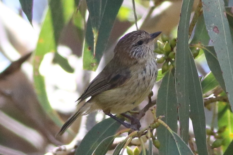 Striated Thornbill - ML613794365