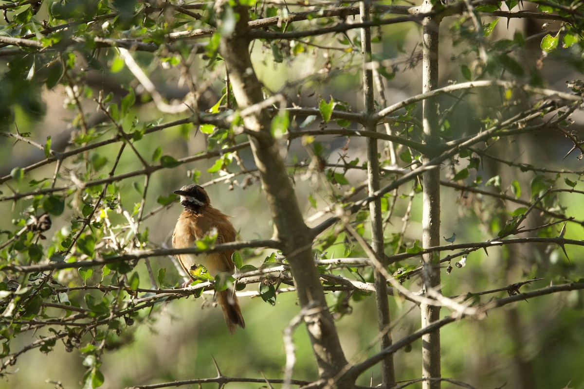 White-whiskered Spinetail - Patricia Bacchetti