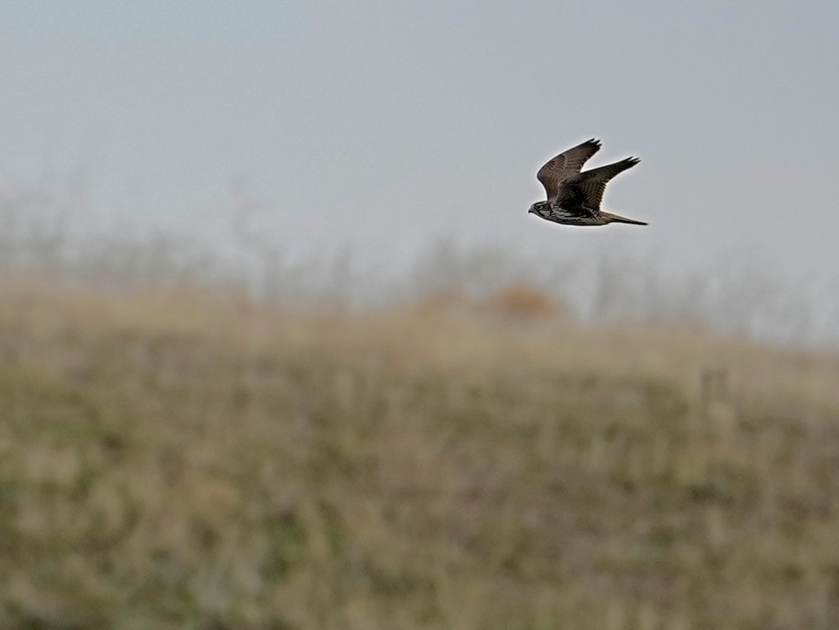 Faucon des prairies - ML613794453
