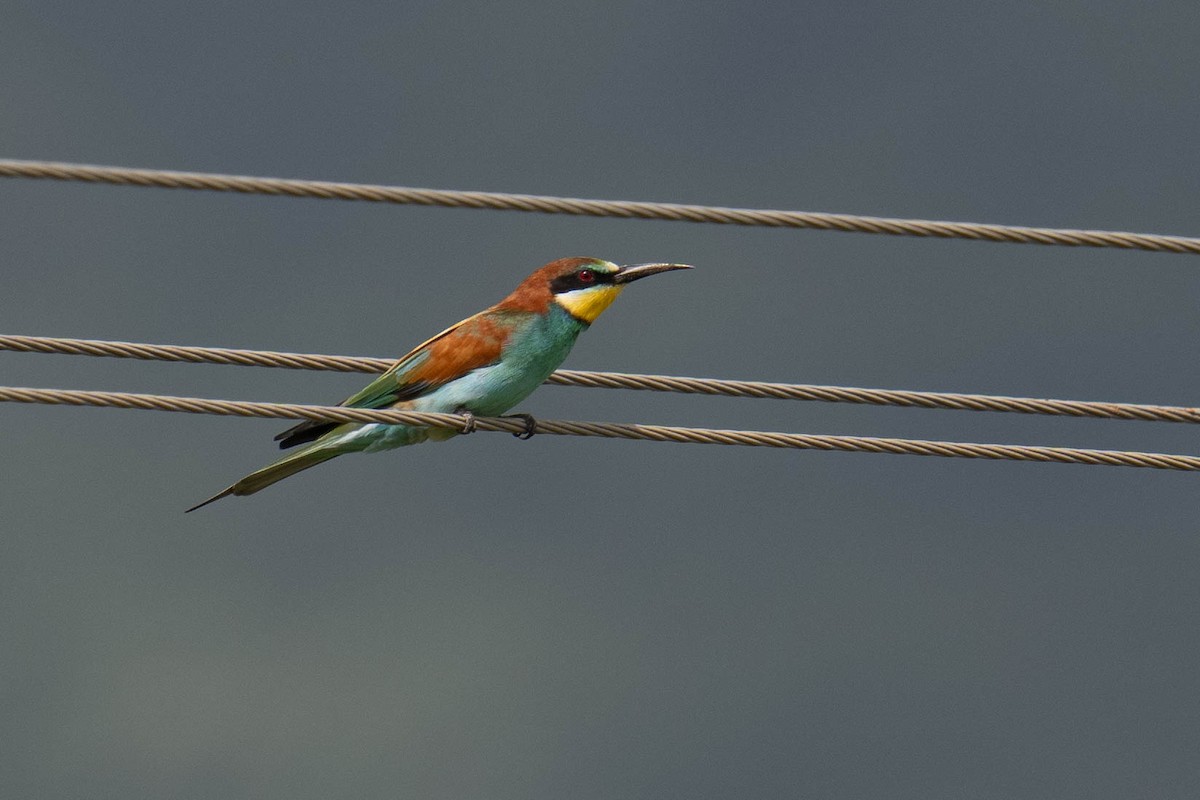 European Bee-eater - ML613794501
