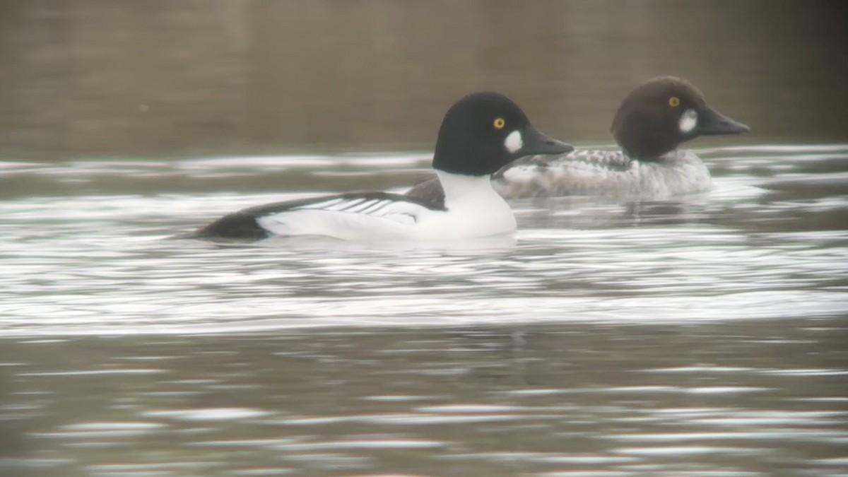 Common Goldeneye - ML613794542