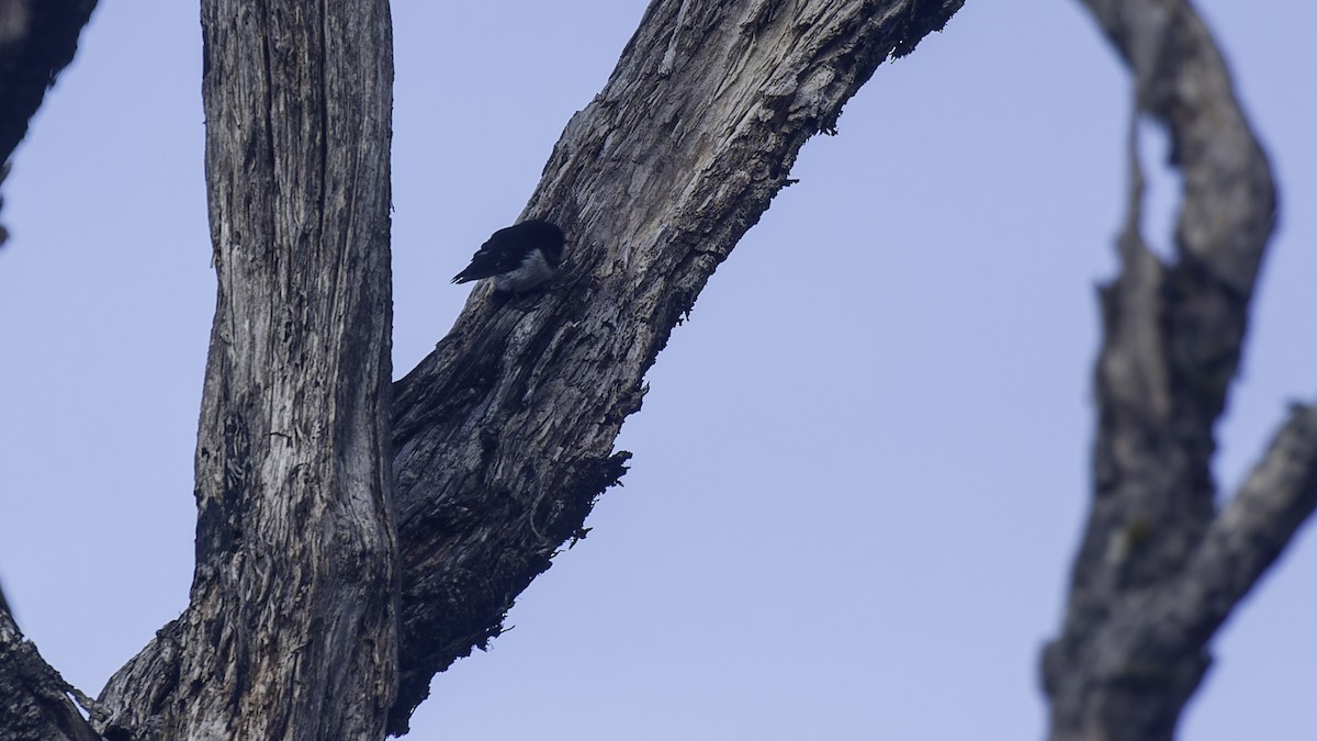 Subalpine Robin - ML613794565