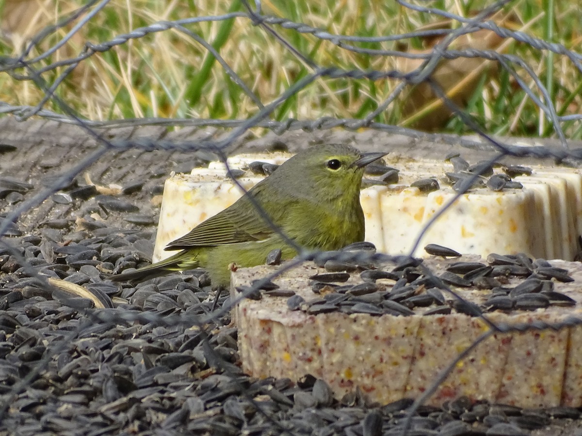 Orange-crowned Warbler - Rosie Howard