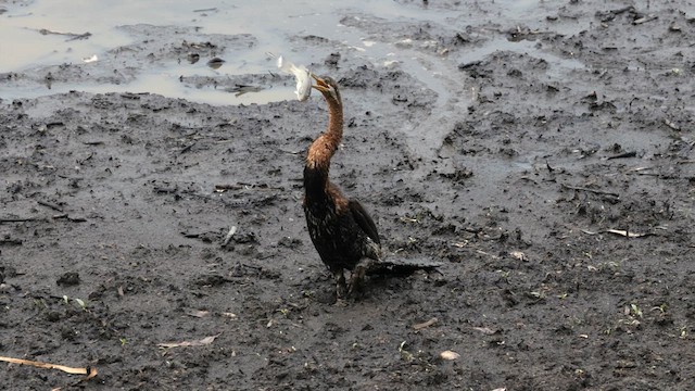 Australasian Darter - ML613794576