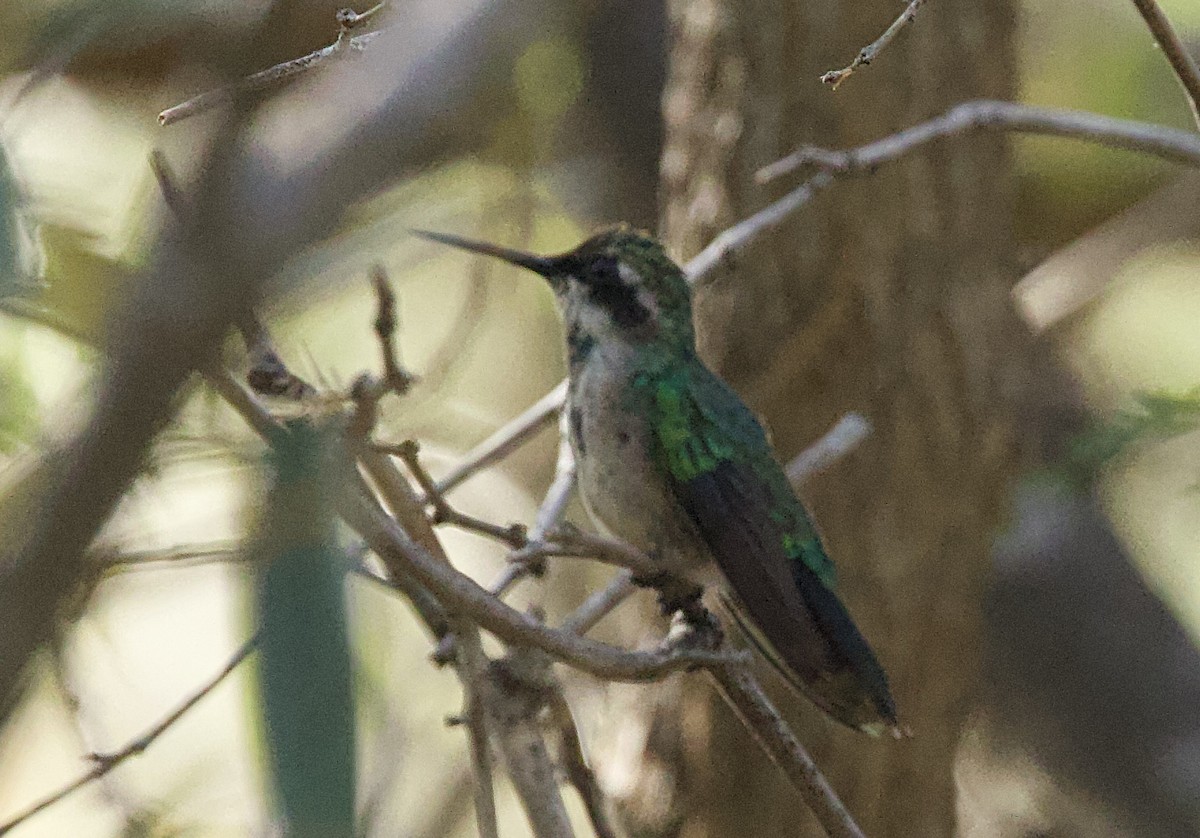 Red-billed Emerald - Patricia Bacchetti